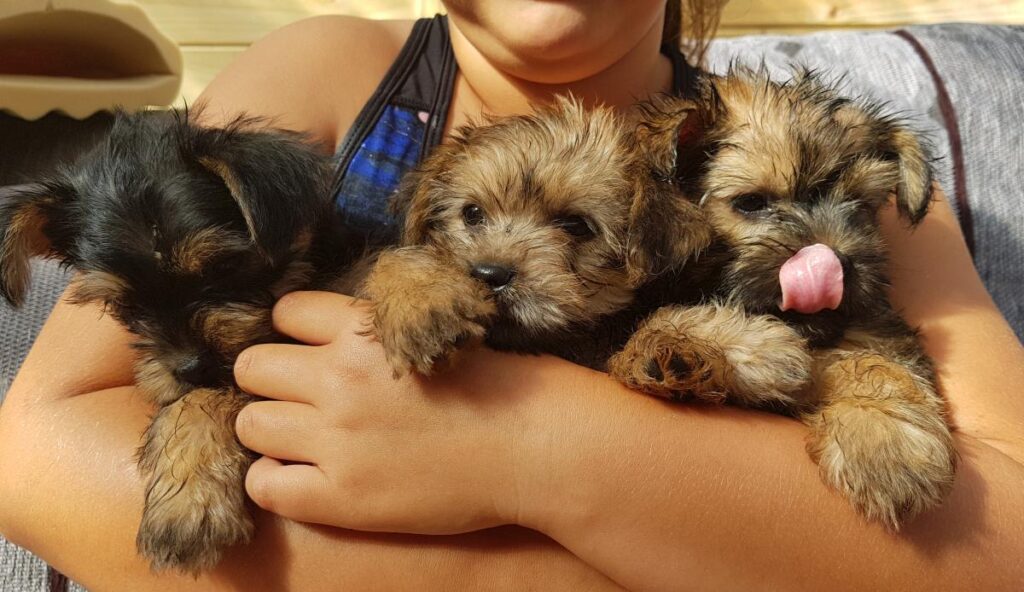 Yorkie puppies for sale