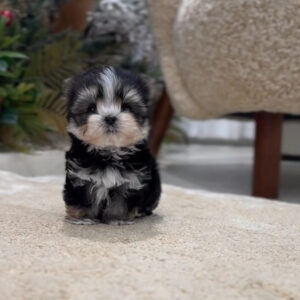 Adorable Miniature Yorkie Puppies for Sale