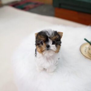 Adorable Yorkie Puppy for Sale | Find Your New Pet
