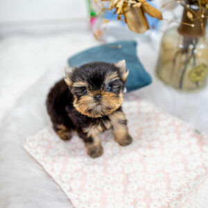 Adorable Mini Yorkie Puppies for Sale | Find Yours!