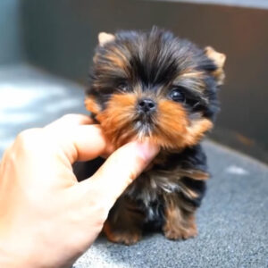 Adorable Yorkie Puppies for Sale | Find Your New Pet