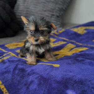 Yorkie Puppies for Sale Near Me | Find Your New Pet