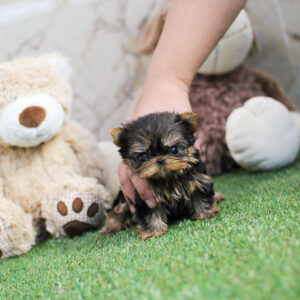Adorable Yorkie Puppies for Sale | Find Your Pup