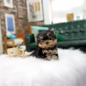 Adorable Yorkie Puppy: Your New Furry Best Friend