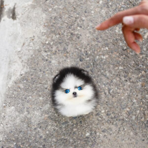 Puppy Name : Daniella