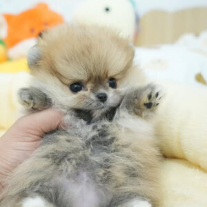 Puppy Name : Matilda