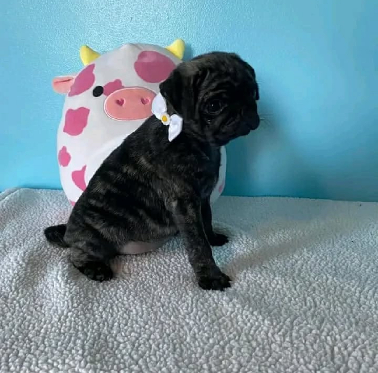 028E5988-5904-4E34-814D-9F074F24ECF7.jpeg Puppy Name : Dark - Image 1