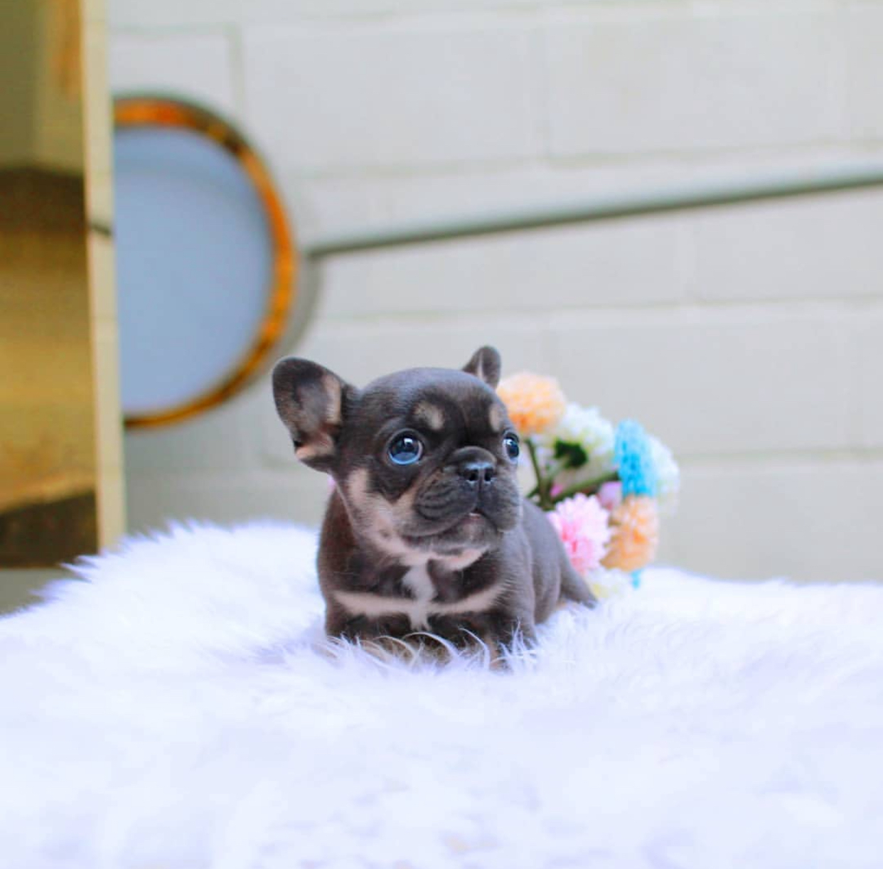 0342CAEC-C92A-49AC-B7C0-F0A3B94FCA6B.jpeg Puppy Name : Bonnie - Image 1