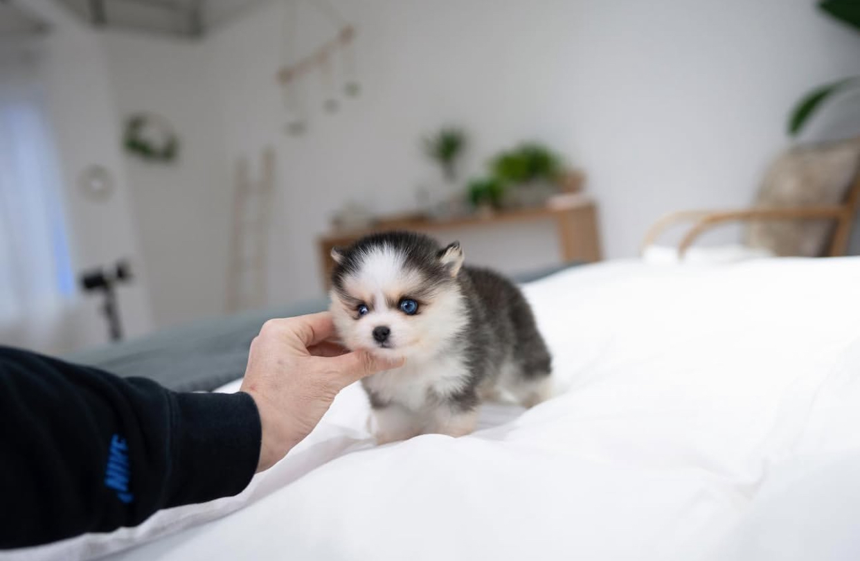 0B8CE4F0-8799-42D5-A170-BD9B142EC3FB.jpeg Puppy Name : Yoshi - Image 1