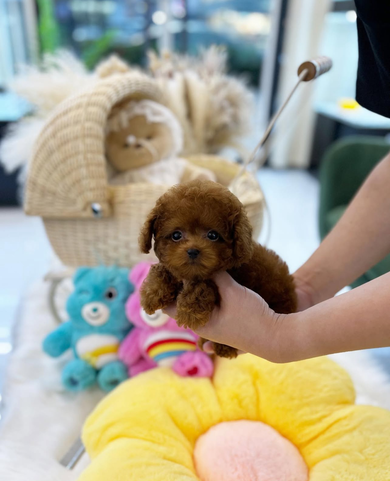 0E817A25-73D8-4797-AFD8-0FA8F07805B4.jpeg Puppy Name : Paris - Image 1