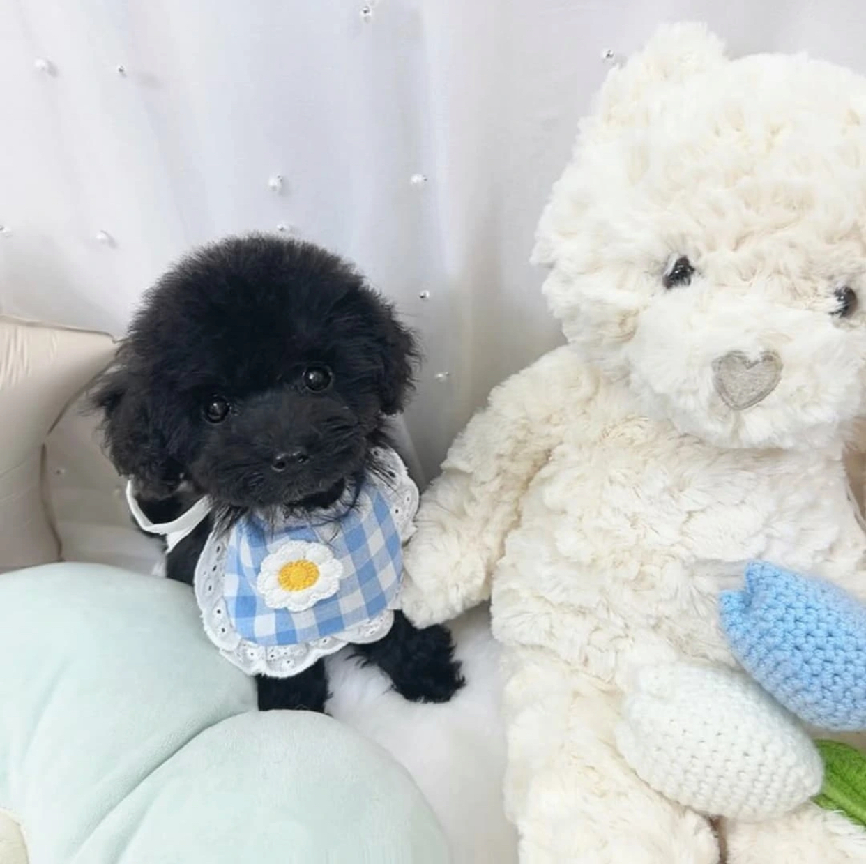 18AF0257-C5E9-4455-9507-55690C0CDB85.jpeg Puppy Name : Frank - Image 1