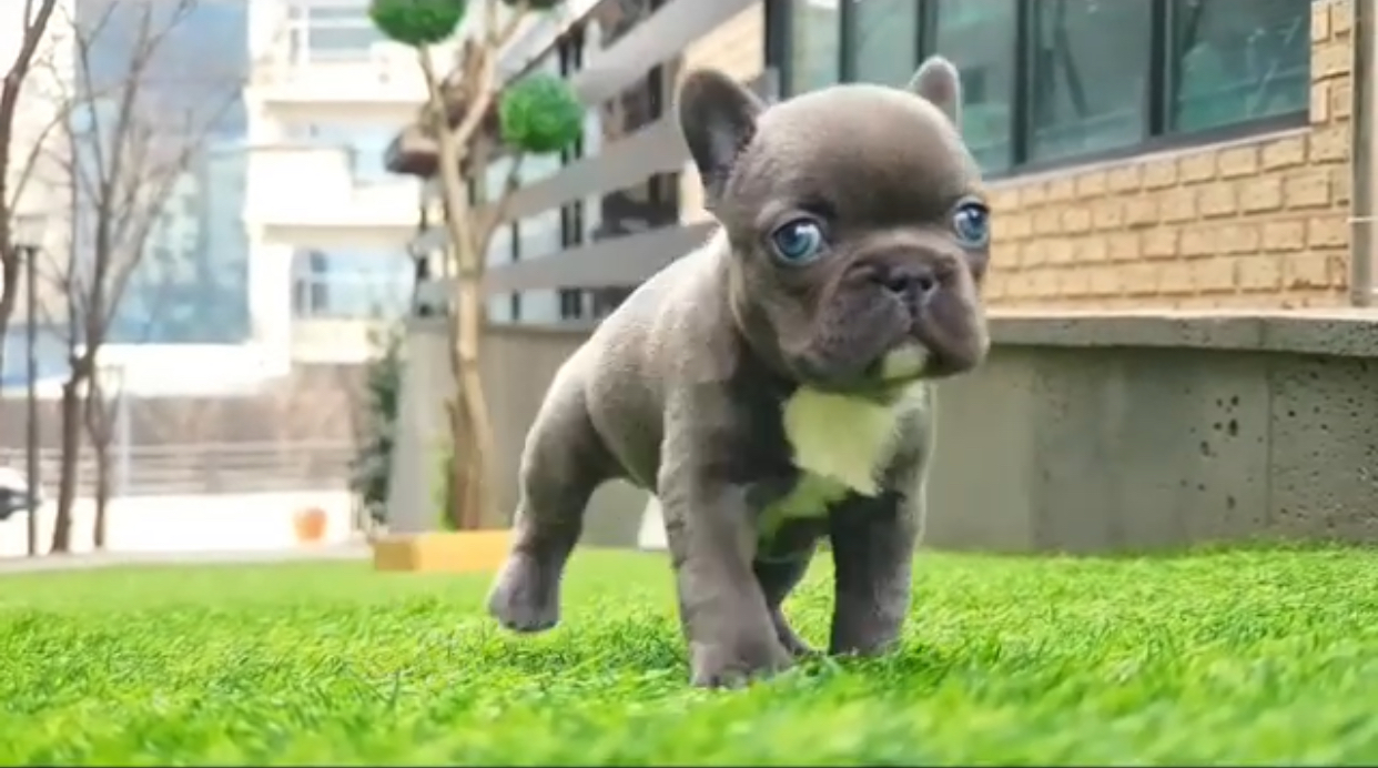 2663695F-F04C-4757-97CA-0A97FE82A118.jpeg Puppy Name : Leo - Image 1