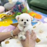 Puppy Name : Jessica