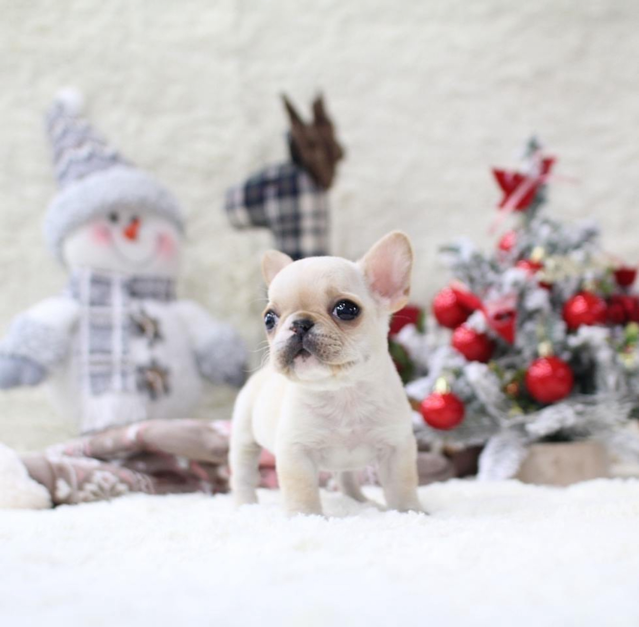 48BDFC25-F635-44AB-A0BD-34FC3A5528C0.jpeg Puppy Name : Gucci - Image 1