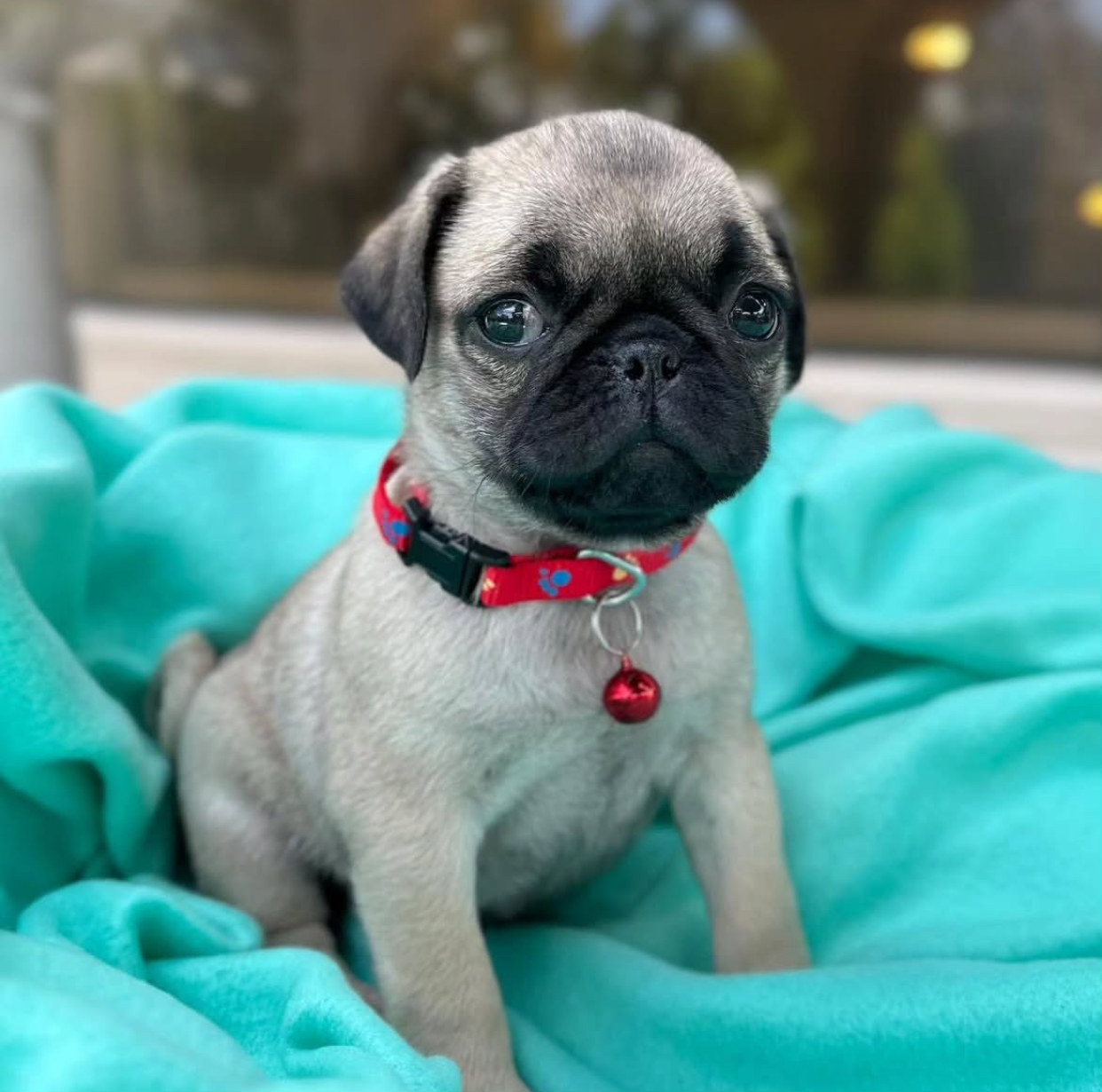 537BE229-5D27-4707-BF49-AC1E96389C6D.jpeg Puppy Name : Wilson - Image 1