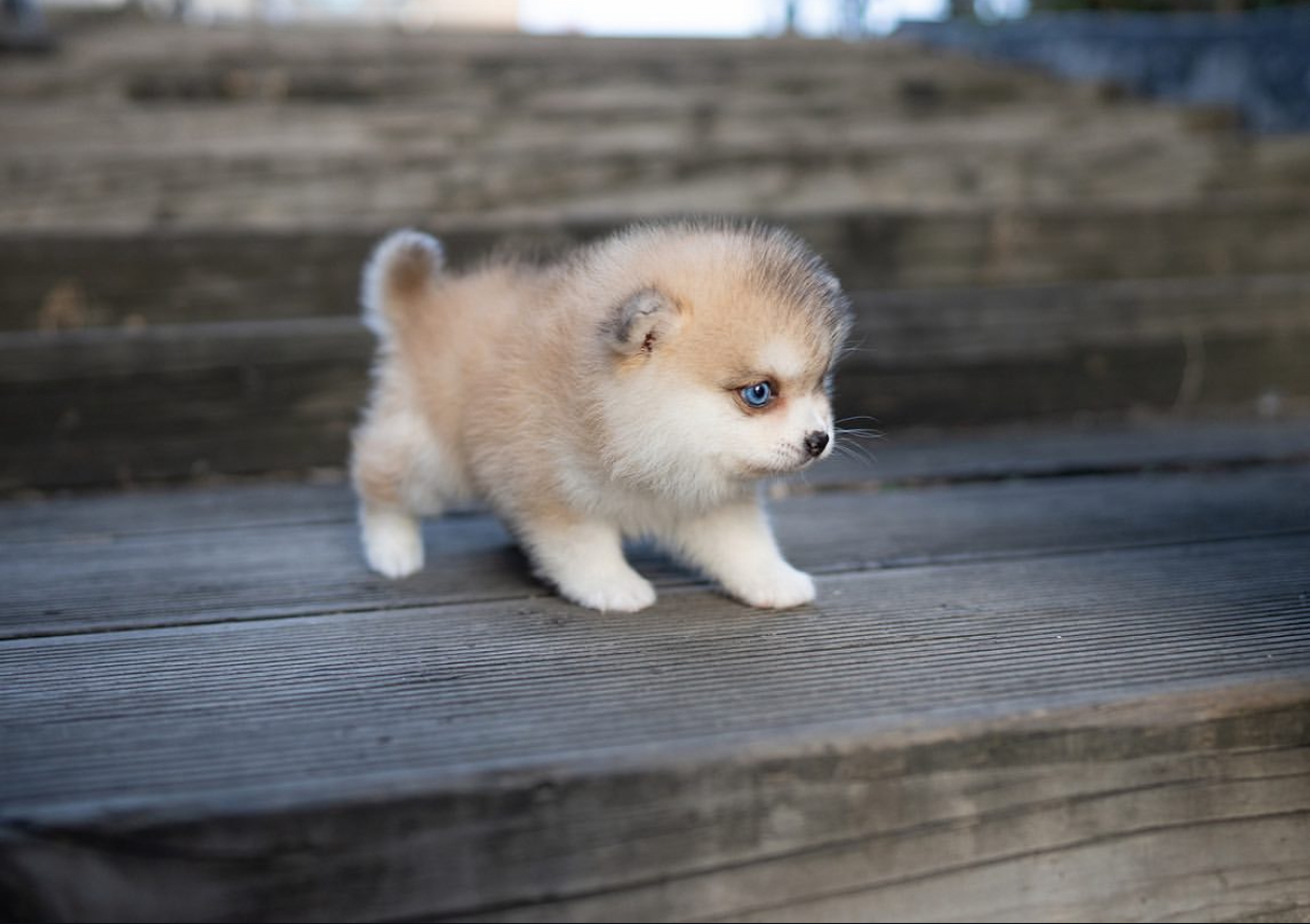 682B49B5-E2A1-49FC-B9F8-34E4E9271124.jpeg Puppy Name : Blaze - Image 1