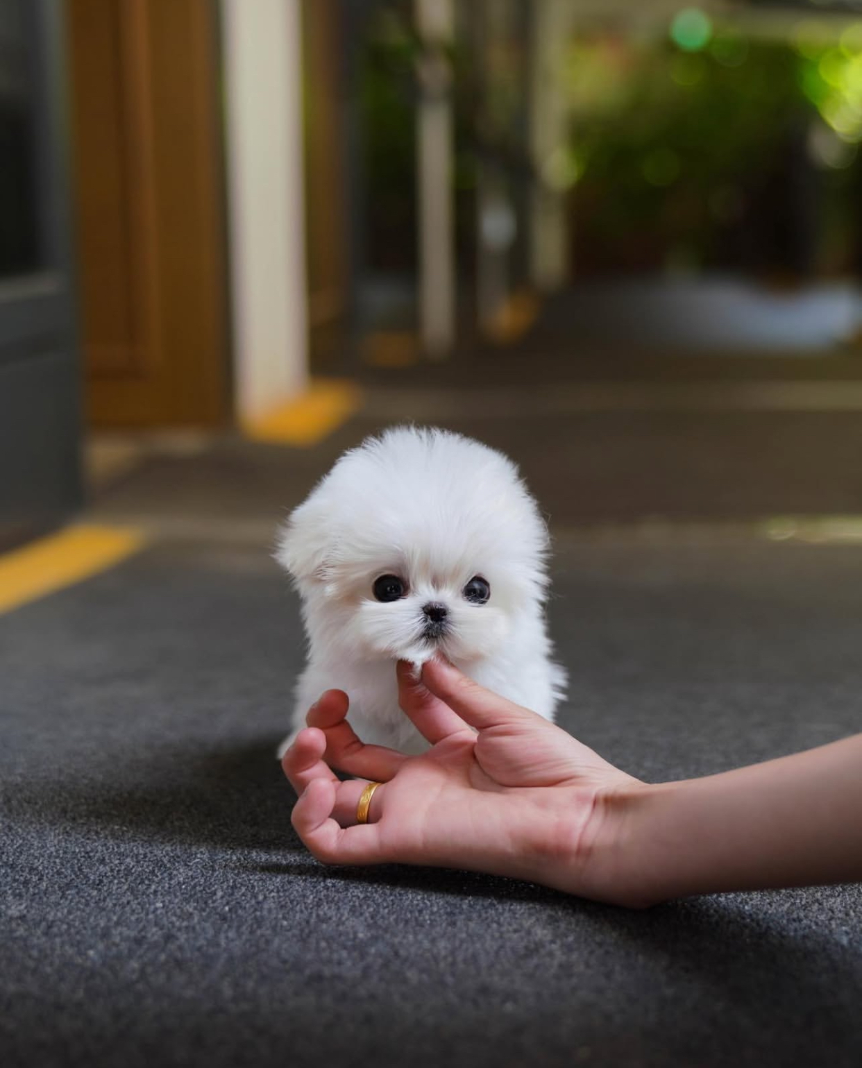 6FF3F22B-6CEC-4454-BC6C-B98163AA88E0.jpeg Puppy Name : Millie - Image 1