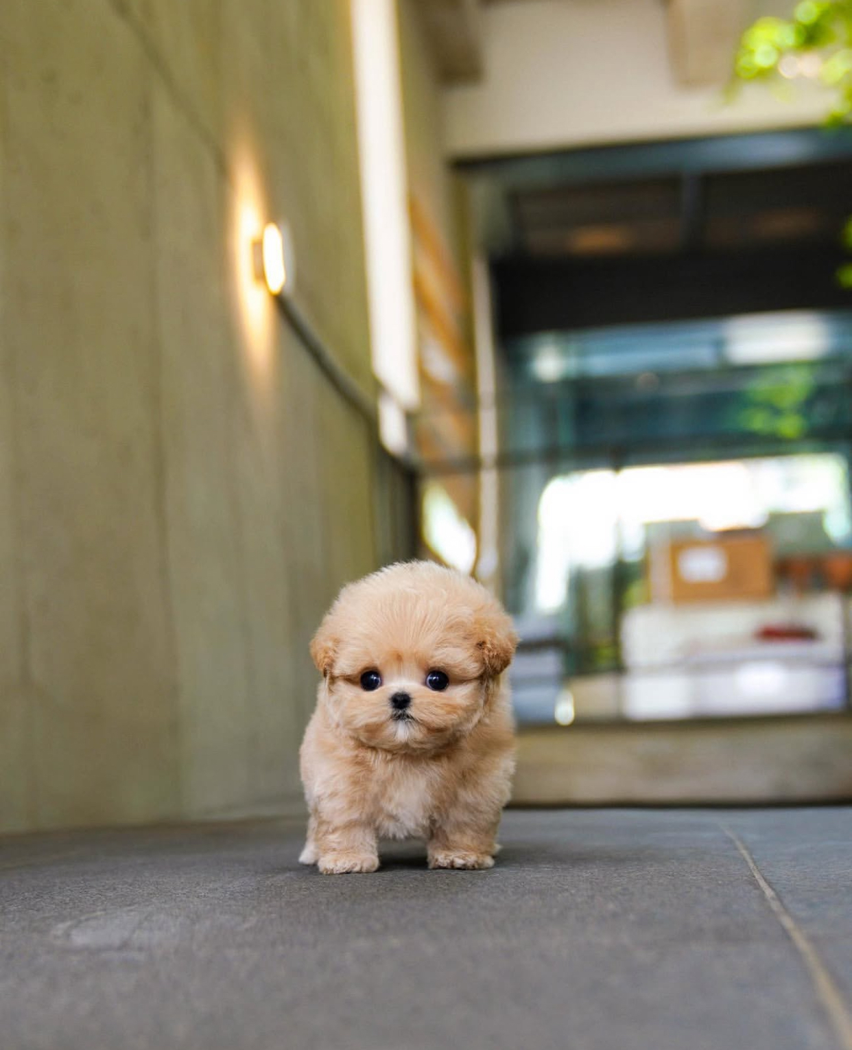 77321231-0F2F-4D12-88B4-48B0E17971EA.jpeg Puppy Name : Rolly - Image 1