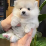 Puppy Name : Jackson