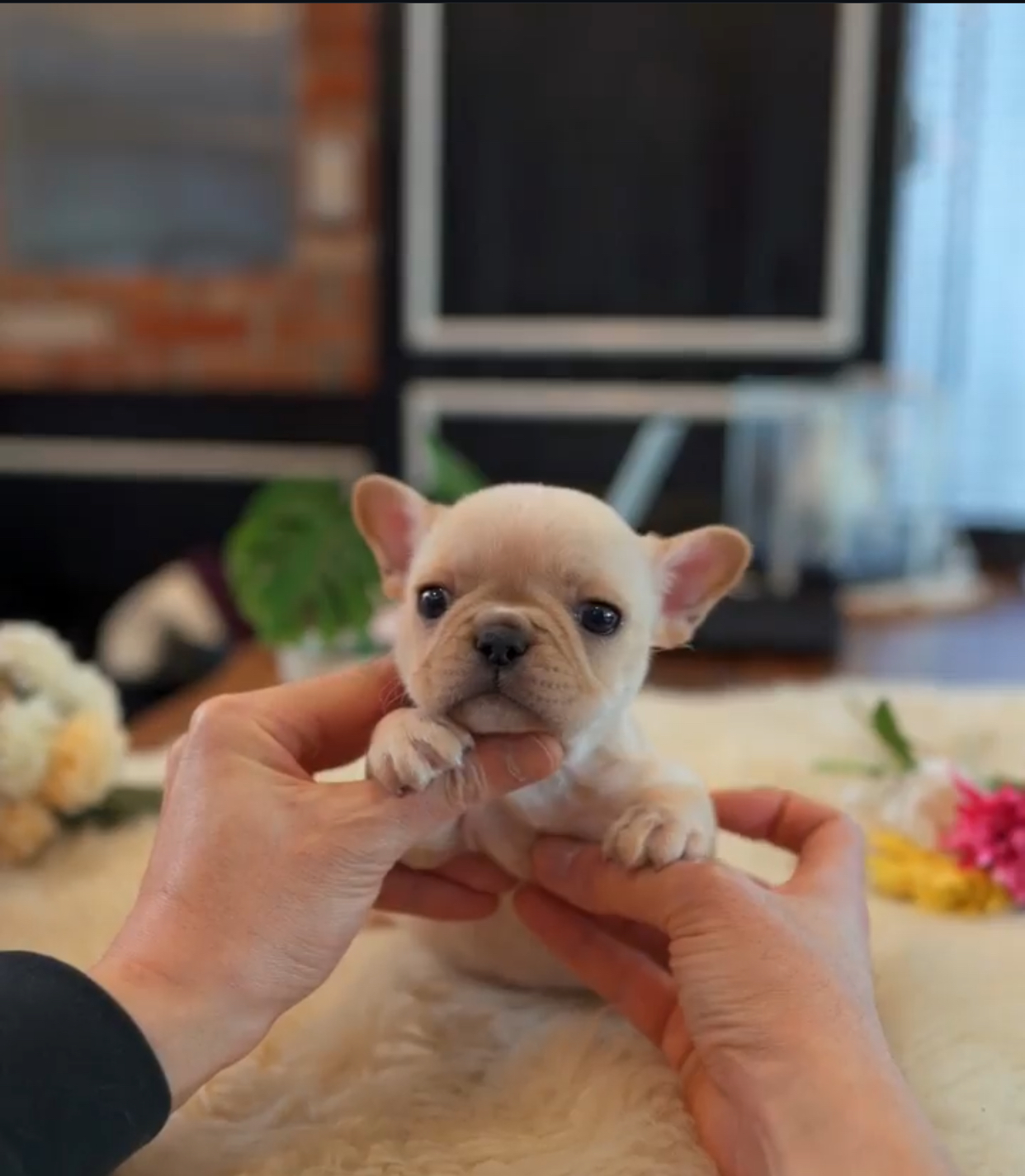 781FACD1-0443-4B9F-AC3B-C0A5F7AE7CE4.jpeg Puppy Name : Gold - Image 1