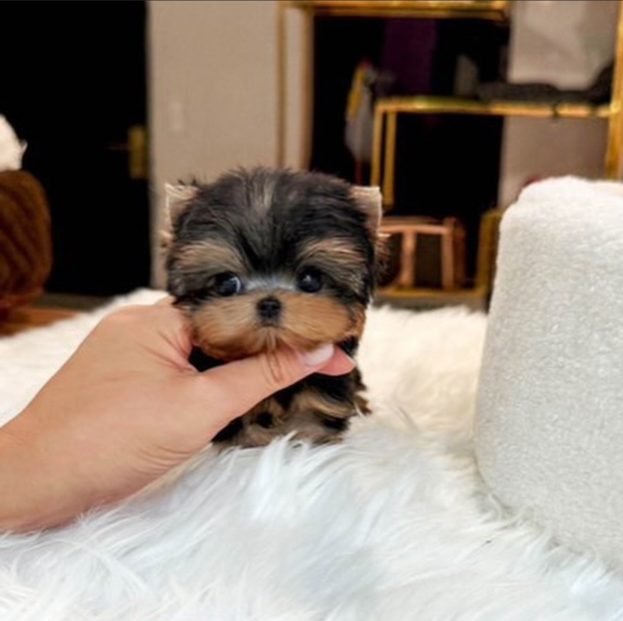 82C69A19-E770-48B9-A826-0B222870C17F.jpeg Puppy Name : Zac - Image 1