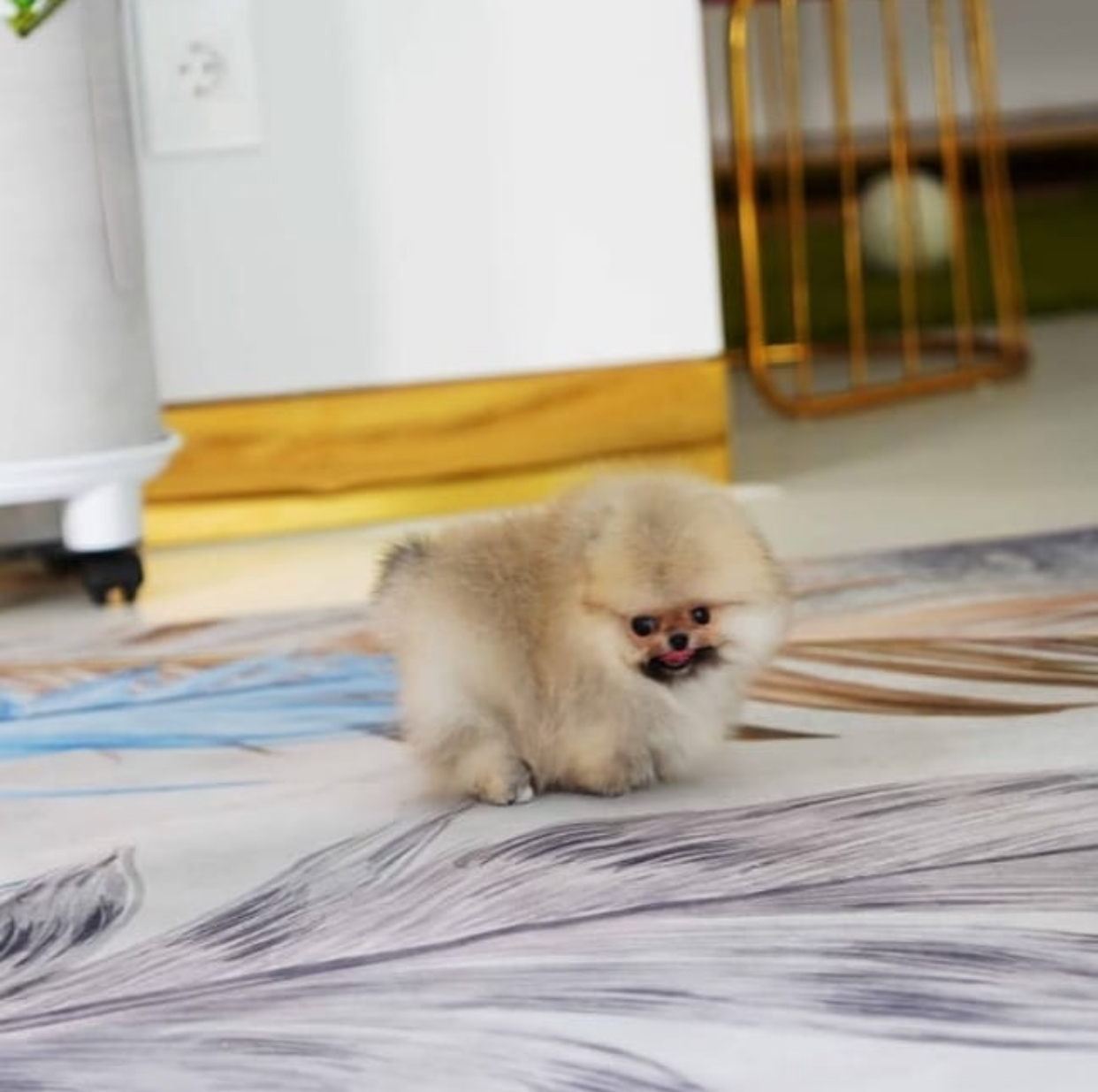 90056329-95D1-4477-9FFA-23C5F7A6D86E.jpeg Puppy Name : Ellie - Image 1