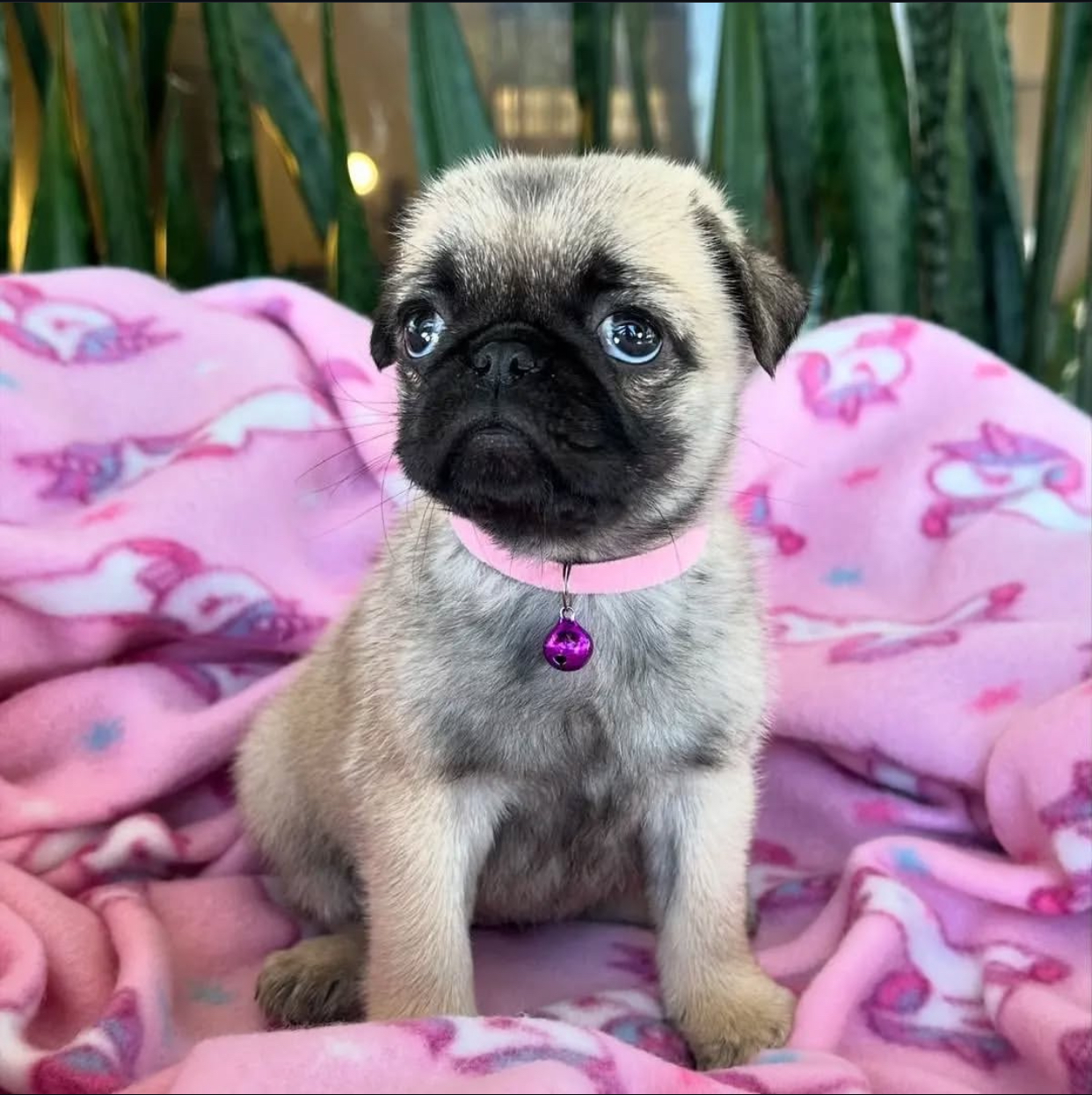 96C1CFF4-7C22-46FD-B419-9BEB0B35F797.jpeg Puppy Name : Stacy - Image 1