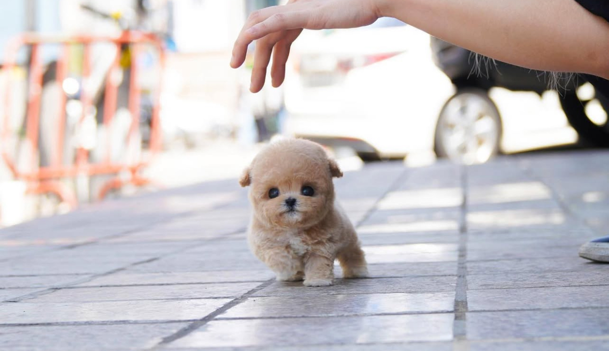 B02411E2-2F70-4013-98B1-3D353E9F119B.jpeg Puppy Name : Lilo - Image 1