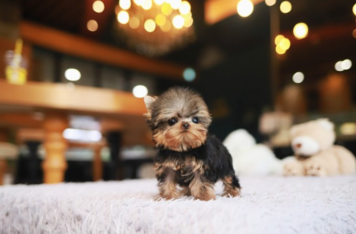 B49ABA04-B415-456F-B0BD-D13629D4023C-1.jpeg Puppy Name : Nala - Image 1