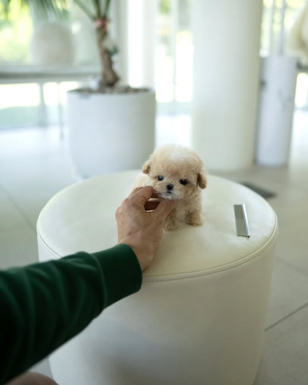 D10CB5E2-C050-4F6E-B7FD-5B8E9939347D.jpeg Puppy Name : Khal - Image 1