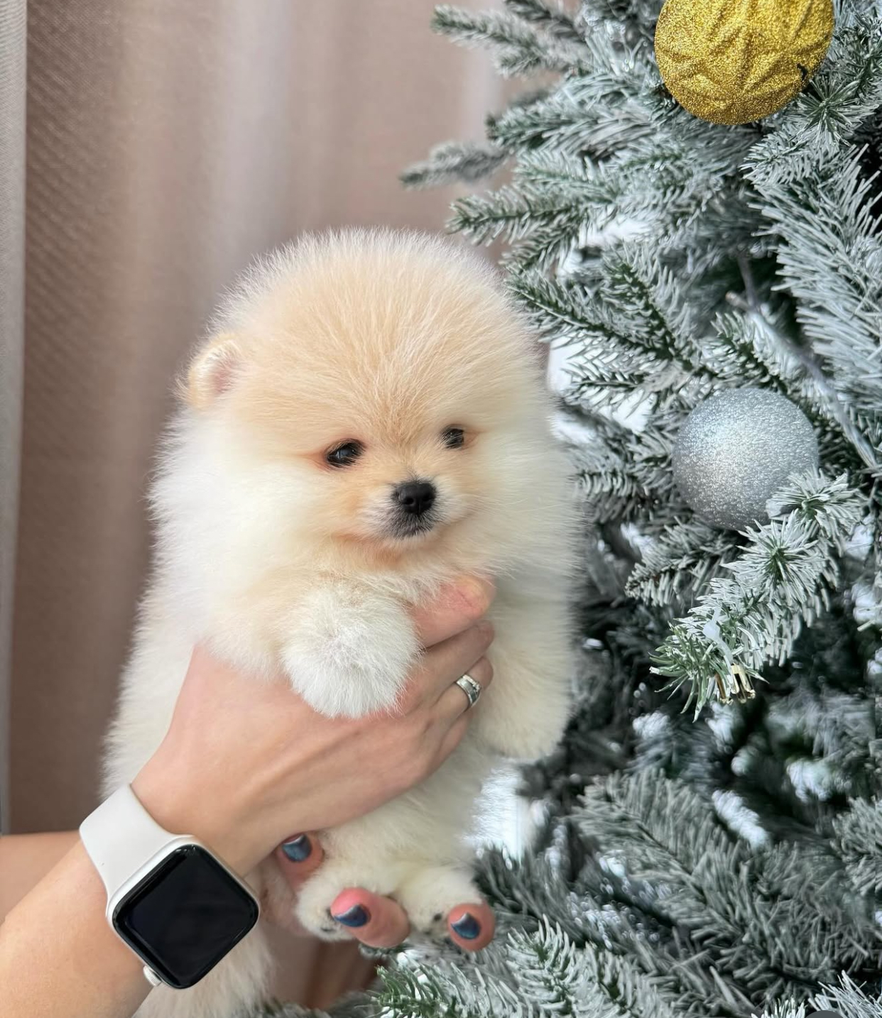 D1BBE589-ABCF-420C-AB6B-3D72E134ED0F.jpeg Puppy Name : Alaska - Image 1