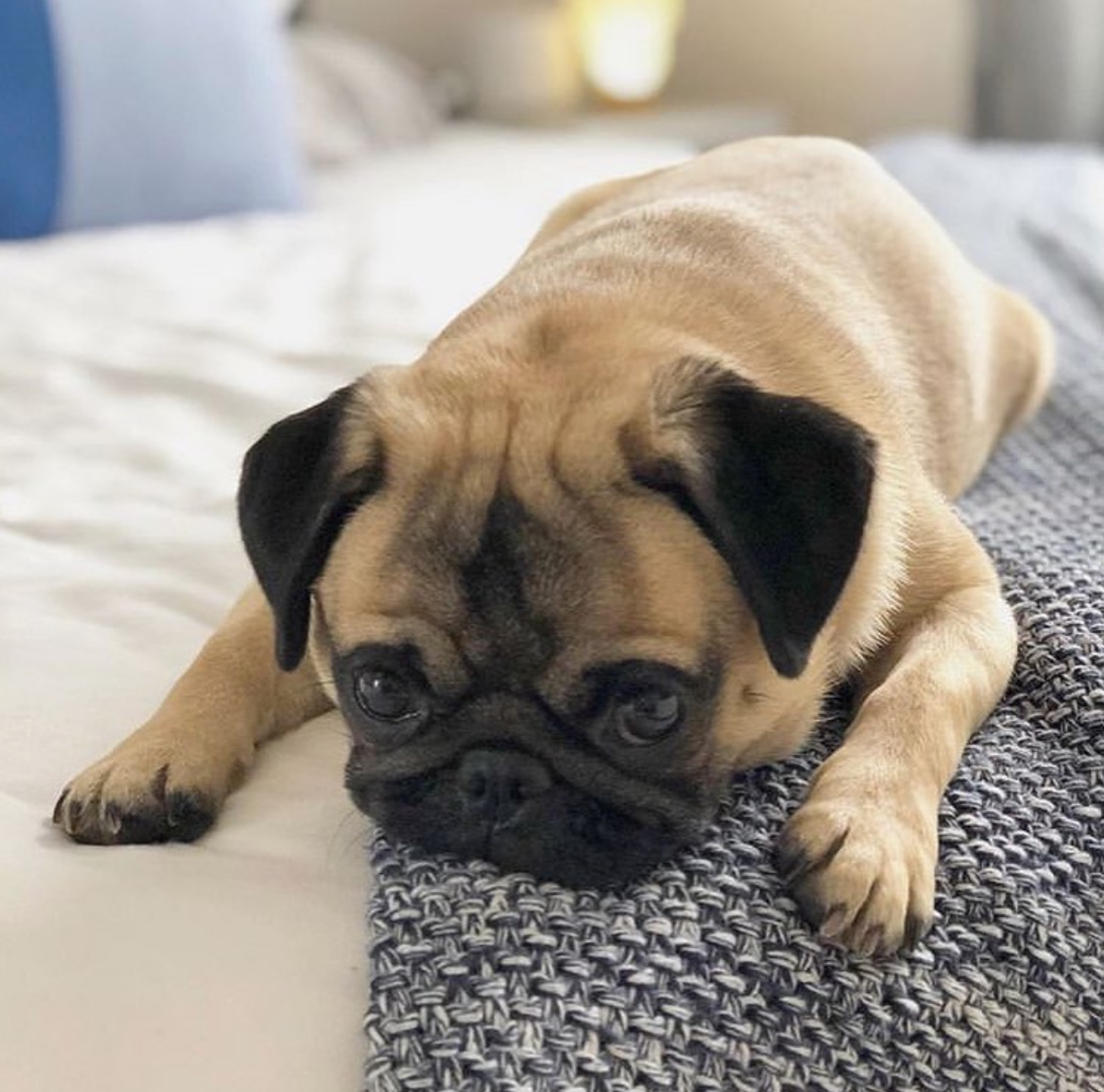 DD9D8CD4-1F75-4CD1-AFAD-D5A26BD4D859.jpeg Puppy Name : Joe - Image 1