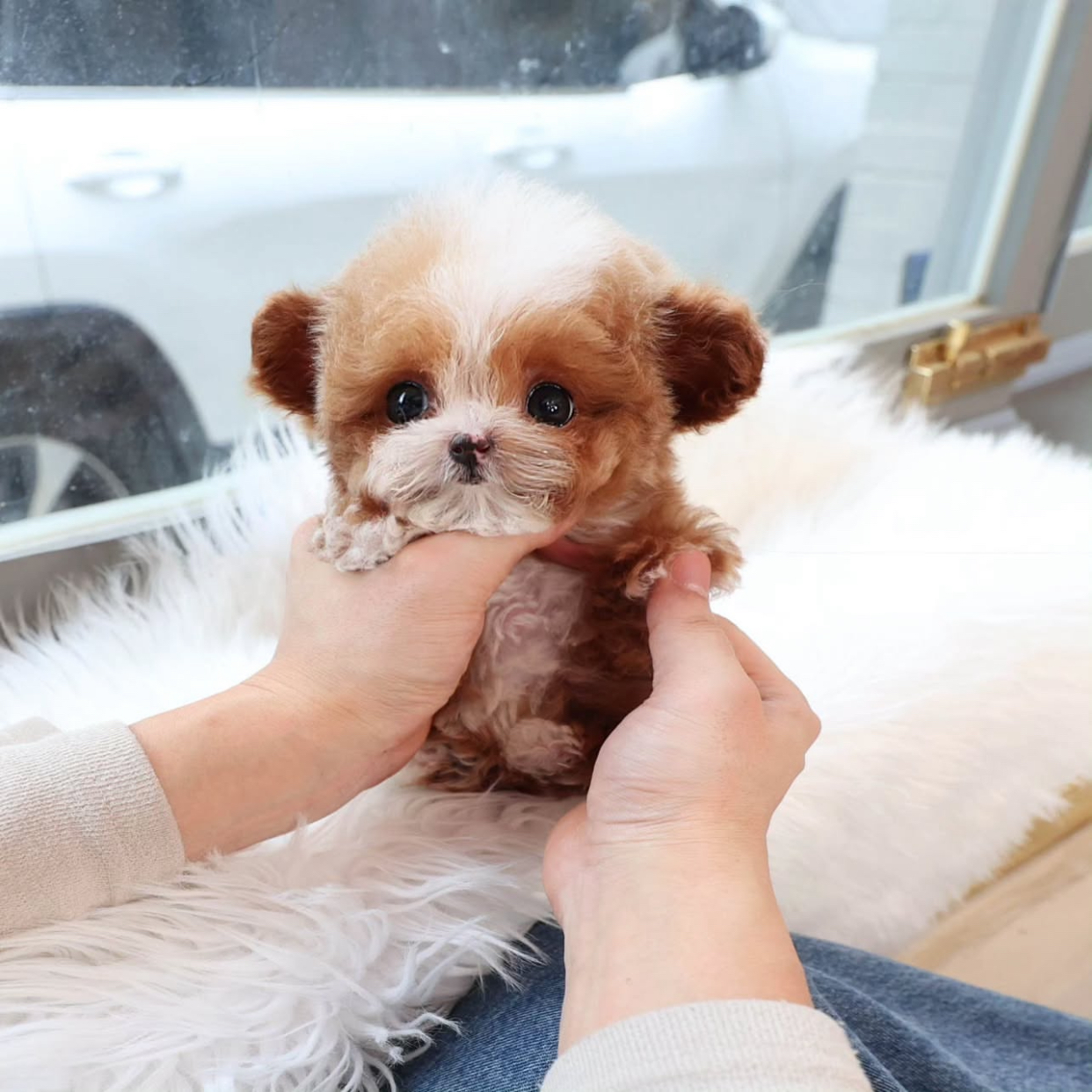 DDB69B80-5C34-41AD-9BCC-89A1ABD68AF8.jpeg Puppy Name : Sofie - Image 1