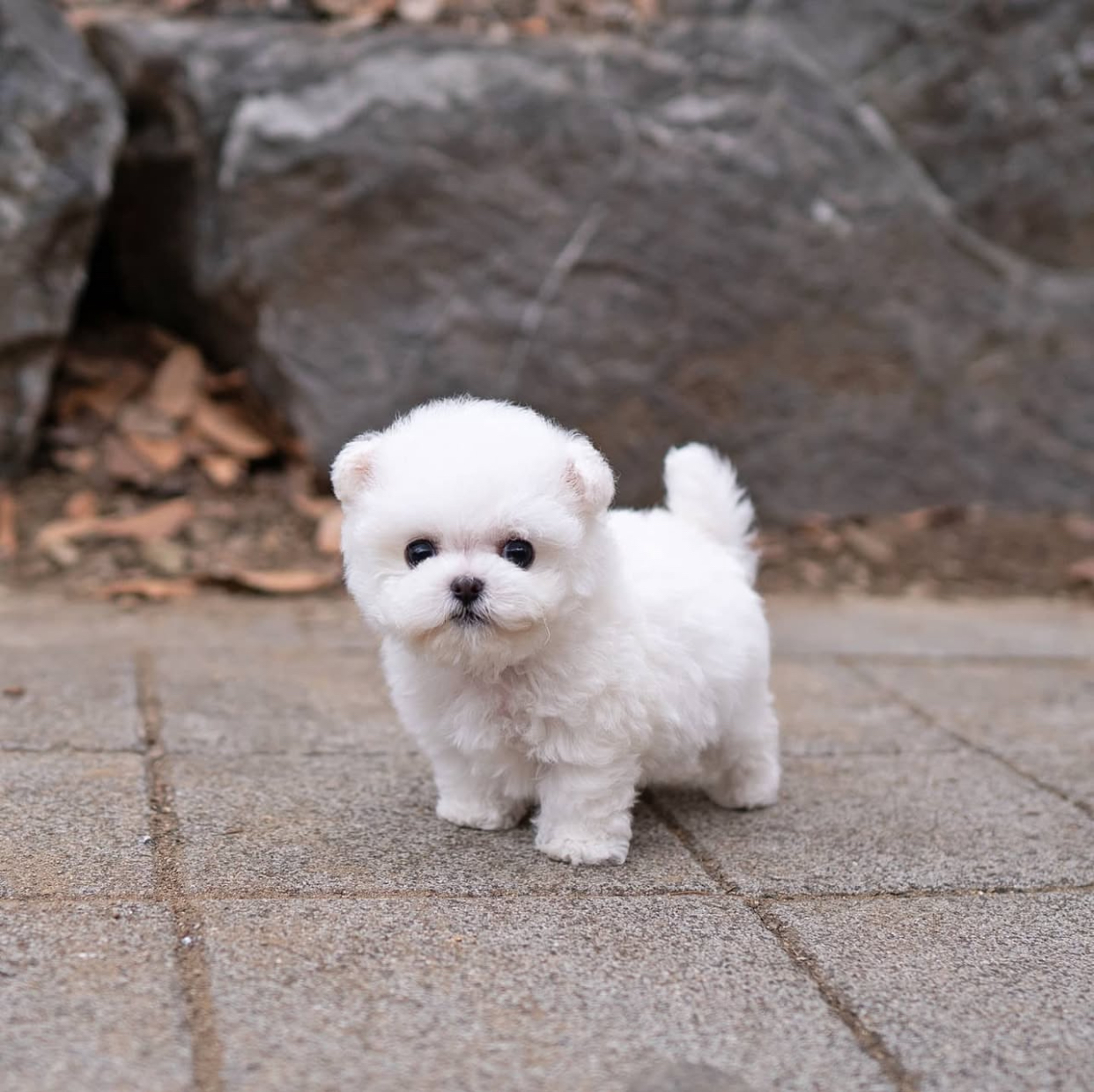 E61DB8BD-9043-4DAF-9882-7414FB9EB791.jpeg Puppy Name : Arian - Image 1