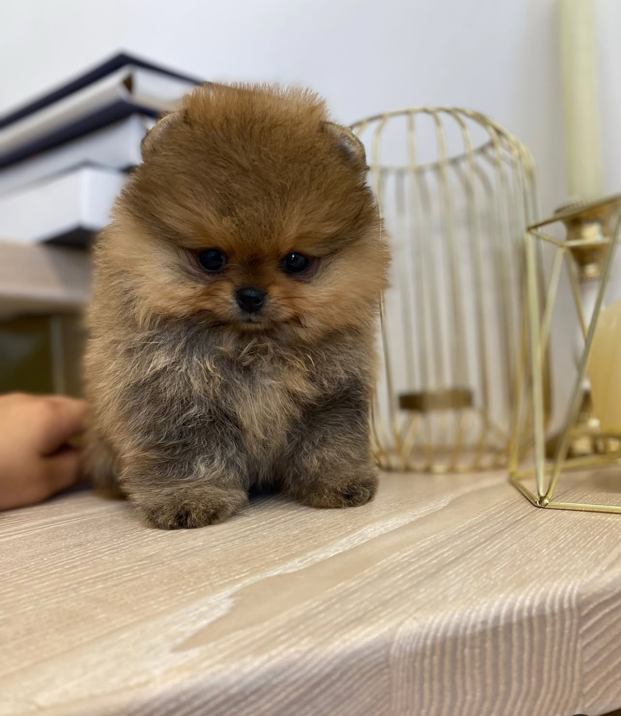 E8D694A0-B971-4159-B32A-EE4CAF260A71.jpeg Puppy Name : Bruno - Image 1