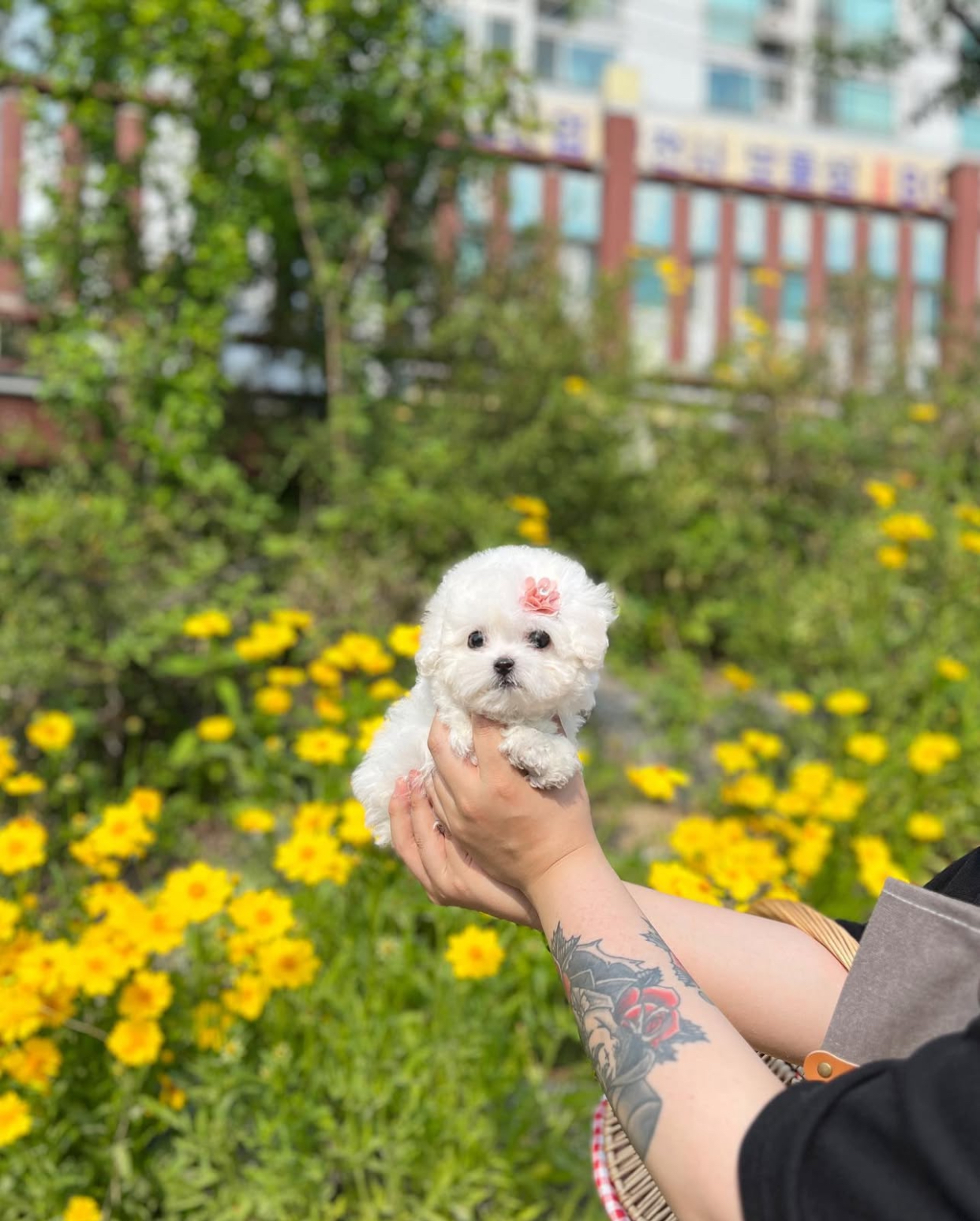 EC0B7E7D-6960-4918-930E-FA5CC3FEDDC1.jpeg Puppy Name : Isabel - Image 1