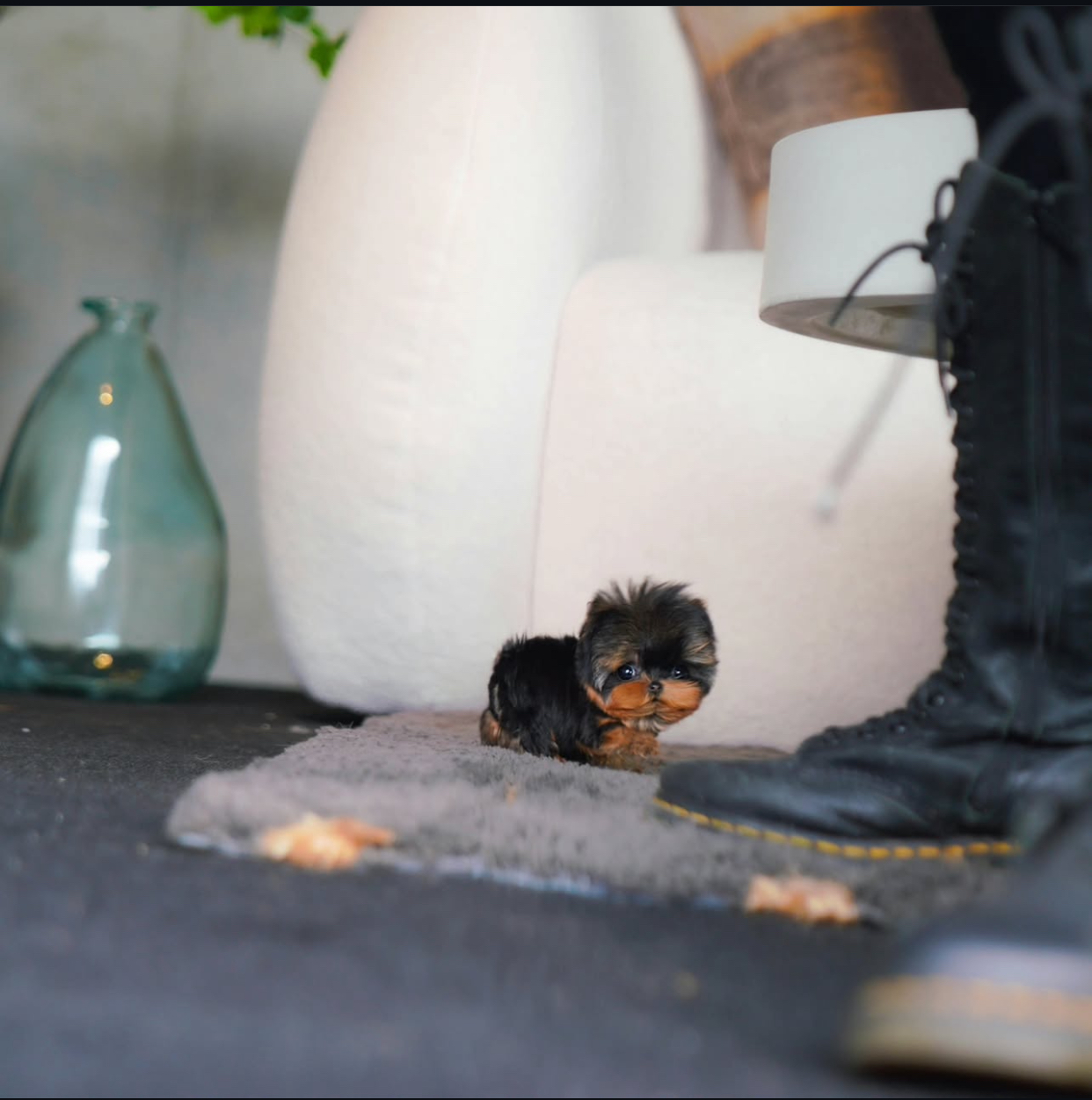 ECDF4ACF-5A8F-47E6-9481-17A62EABB3D2-1.jpeg Puppy Name : Coco - Image 1