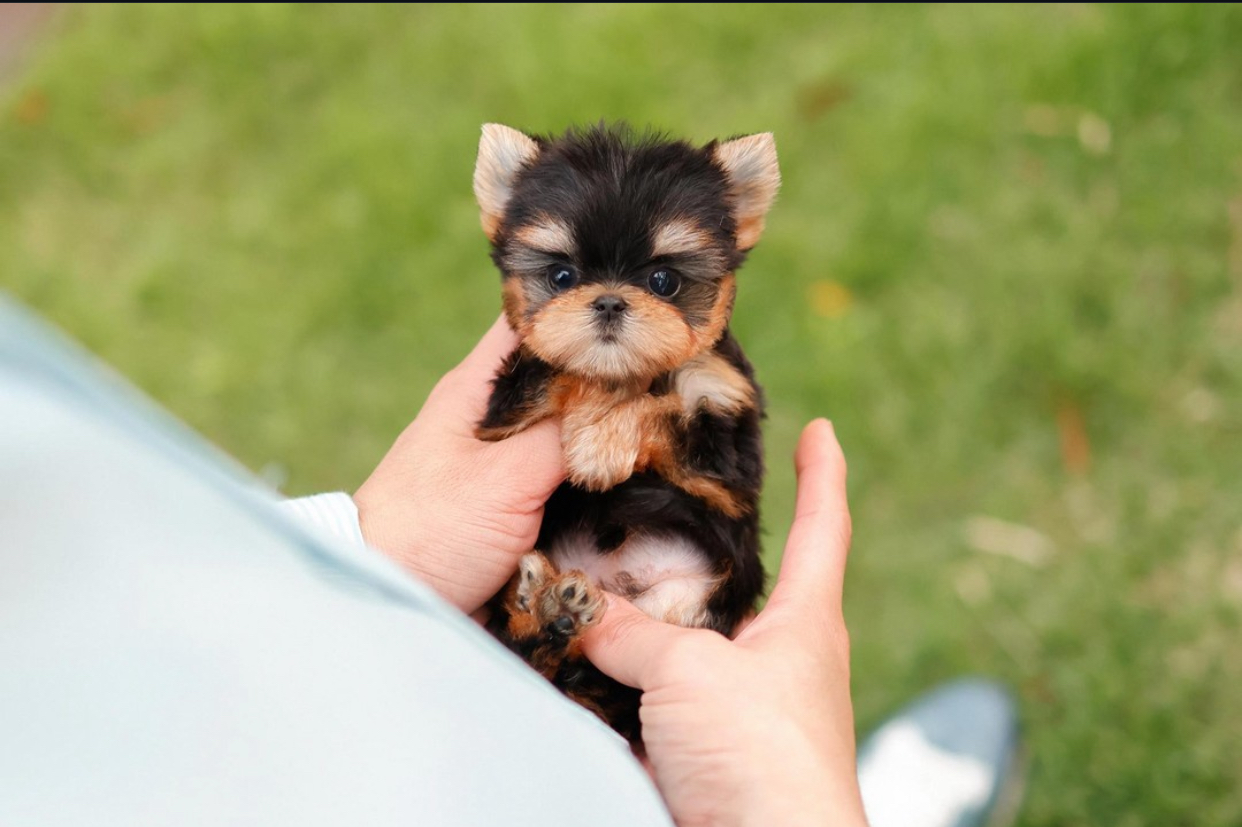 FBE0A9E5-6DDE-4D4D-A6D9-04C11D258D78.jpeg Puppy Name : Roho - Image 1